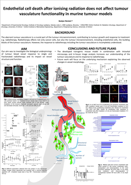 Endothelial cell death after ionising radiation does not affect tumour vasculature functionality in murine tumour models