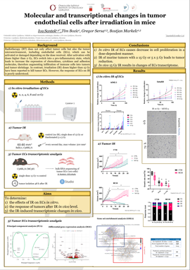 Molecular and transcriptional changes in tumor endothelial cells after irradiation in mice